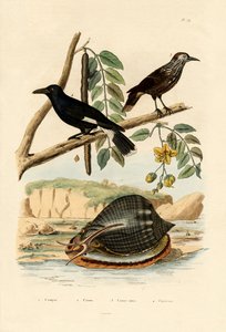 カタツムリ、1833-39 作： French School